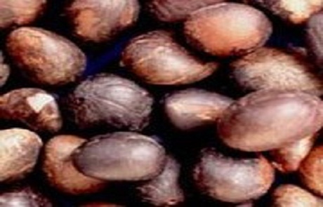 Palm Kernel Nut